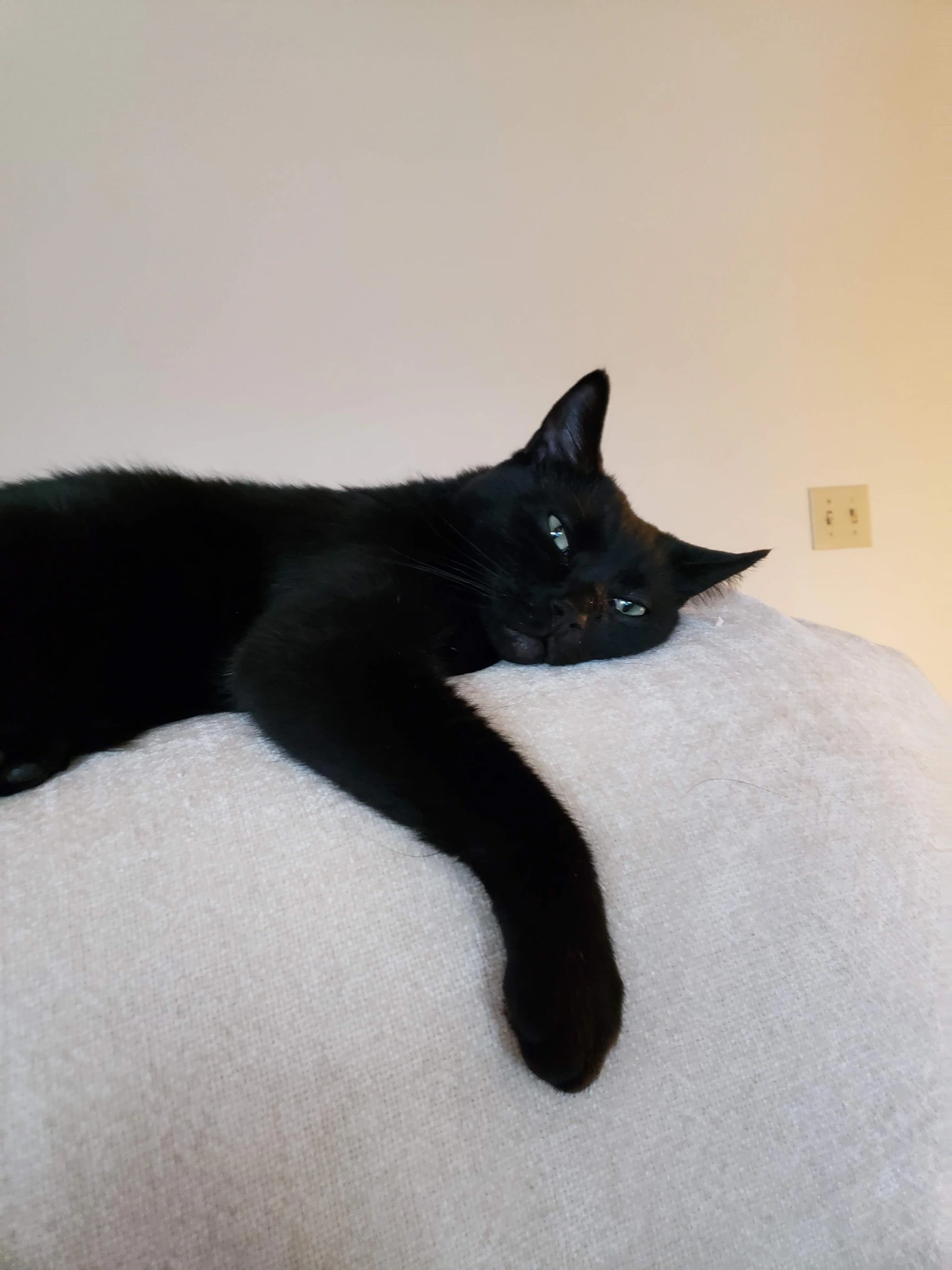 Charlie — the hero of Real-Check